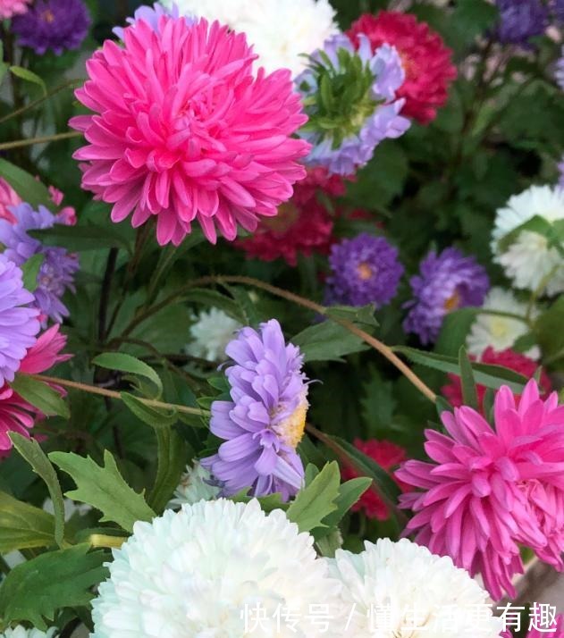 比月季还美的花，开花一大把，秋天正是欣赏季节！