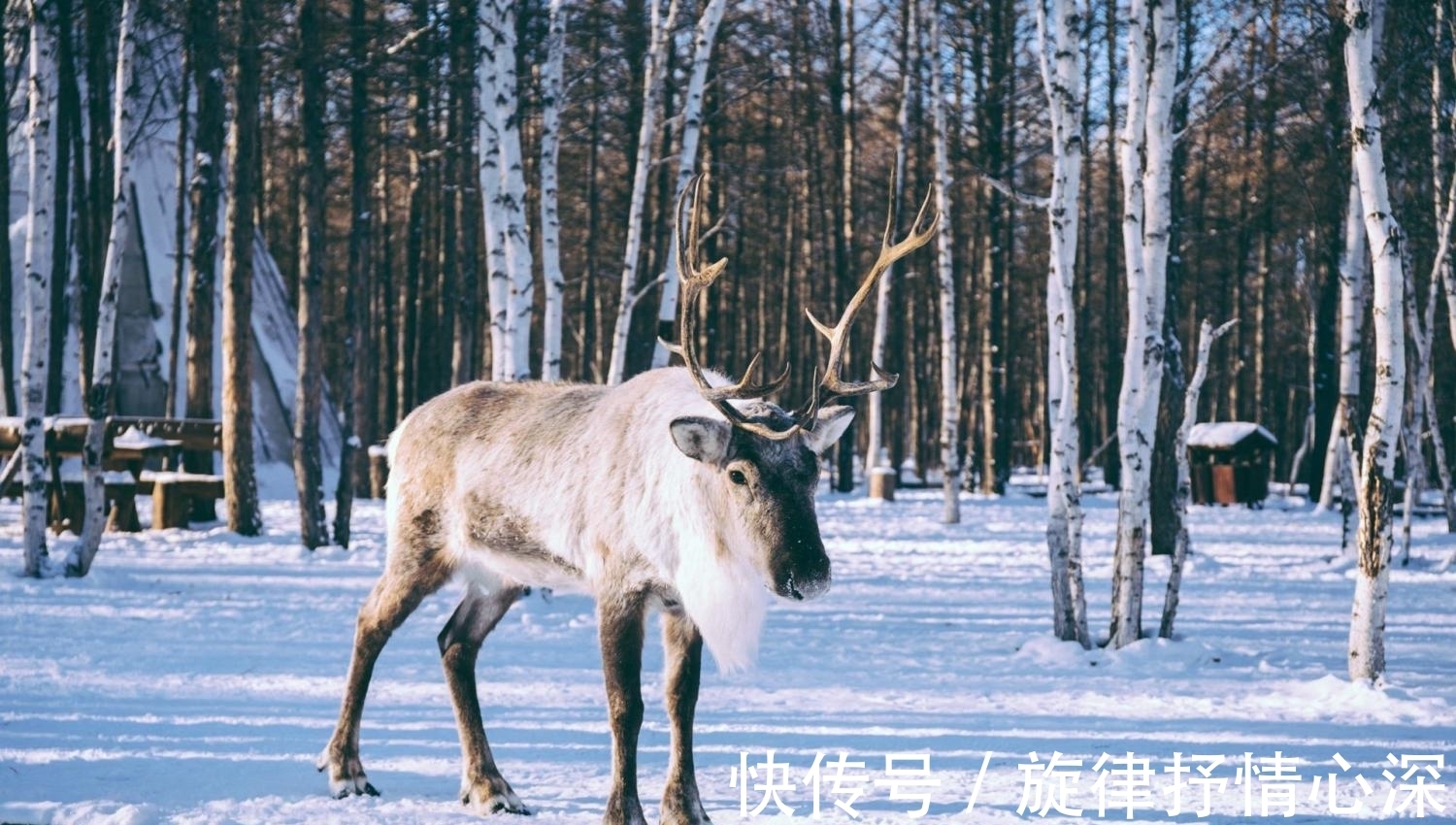 零下|中国最寒冷村庄, 零下58度却从不结冰, 植物只有3个月生长期