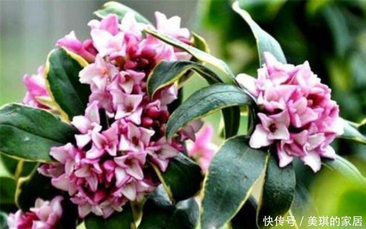 几种花卉一年四季花开不停,漂亮的不得了,值得入手