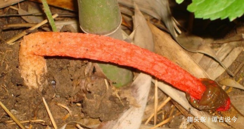 农村|农村珍贵的“一柱红”，告诉家乡人，若遇见别踩到