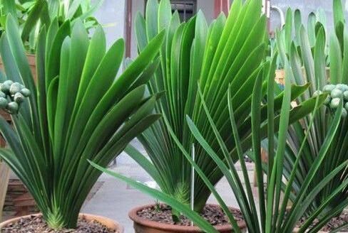 头次见用“它”浇君子兰,怪不得叶子又宽又绿,太实用了