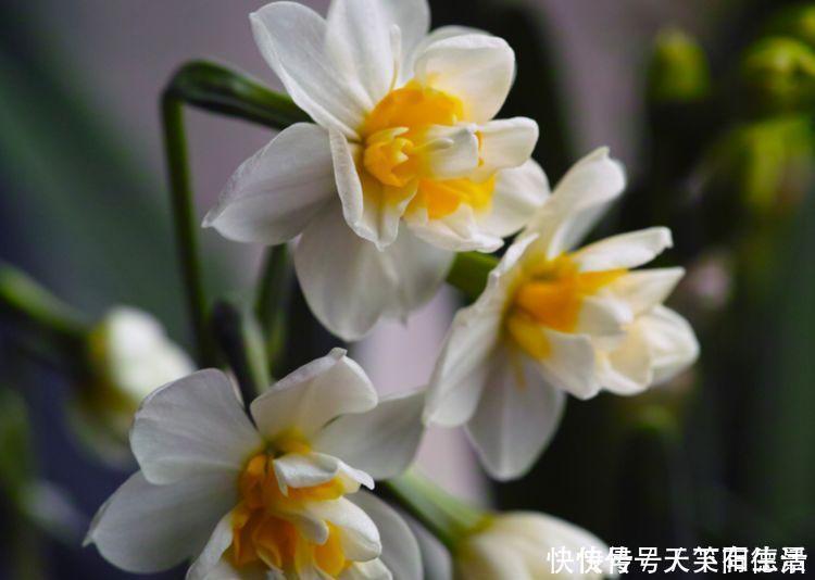 福旺运旺财|4种花养家里,福旺运旺财更旺,来年花开满园,香飘10层楼