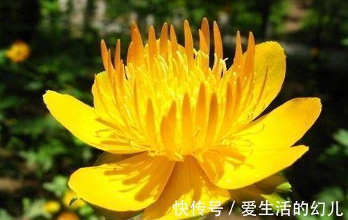 小院|家里小院种这些花卉,开花美得不像话,四季开花不停,花朵灵动美