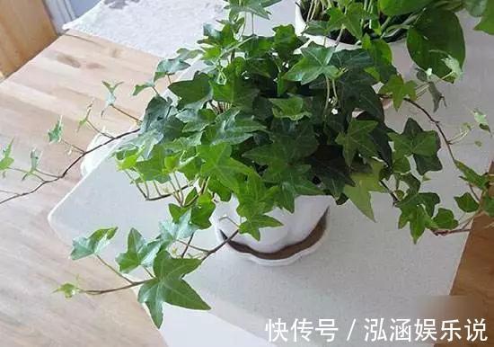 养花|养花老“生病”，巧用2个技能，不怕黄叶烂根，反而长爆盆！