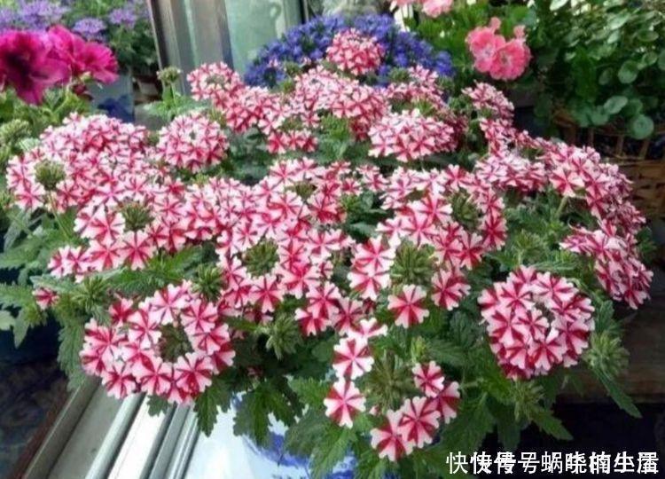 大花球|4种花,堪称花界“劳模”,365天开不停,养几盆,全年有花赏!