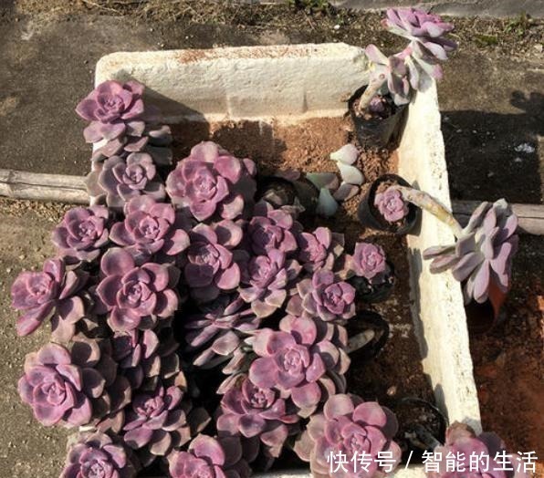 多肉植物|它被称为多肉植物中的黑马,长速快,适应能力强,不种一盆就亏了!
