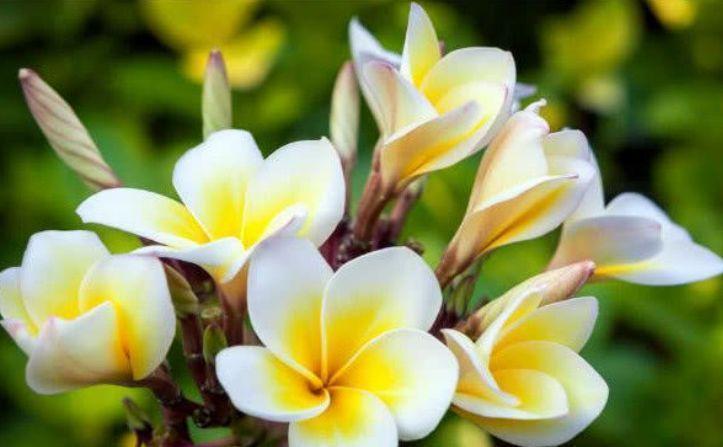 家养这些花卉,开花成瀑布,而且香飘十里,养花首选!