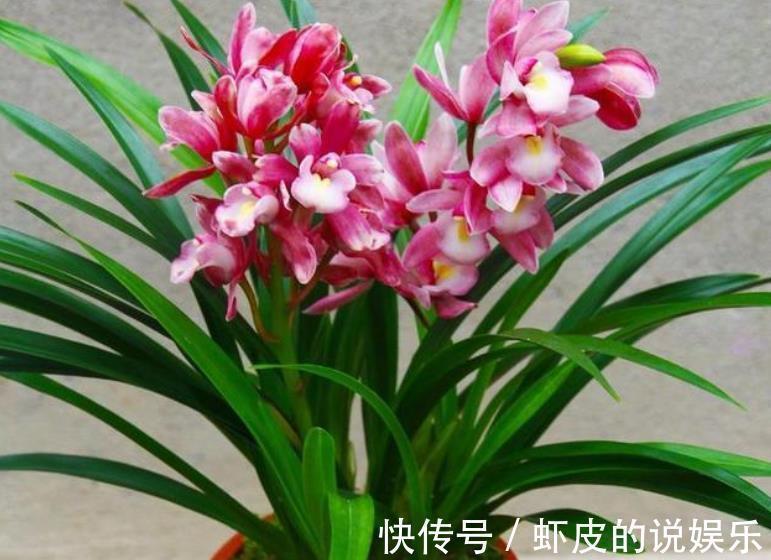 观赏价值|此款兰花花色艳丽,香味浓郁,是阳台盆栽佳品,喜欢兰花别错过
