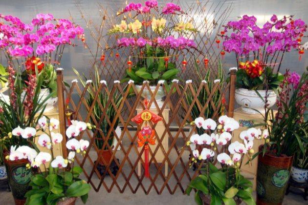 买回来的蝴蝶兰,这样养护,茎壮花也多,萌新涨姿势