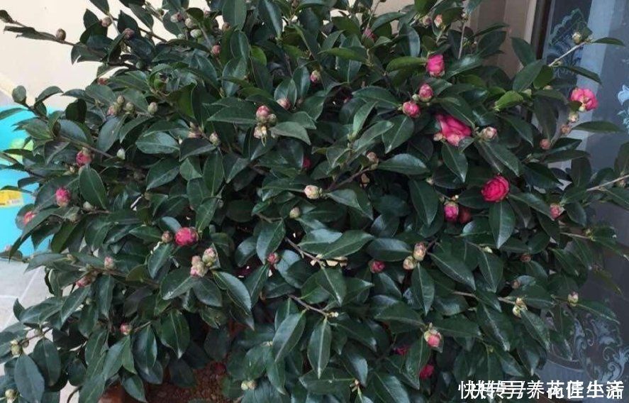 河沙|养花用“沙子”栽种,好处多多,告诉你它的4个使用“技巧”