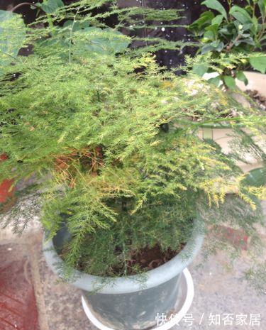 枝叶|文竹叶子发黄能不能剪掉,来看看养花达人怎么说