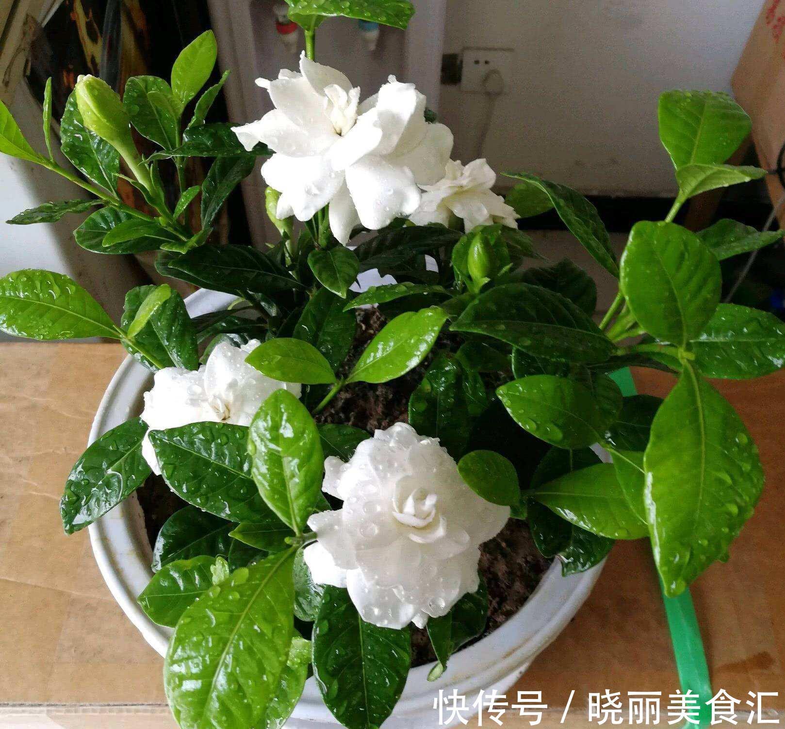 10种花“冷天”长得慢，“穷养”多晒更健壮，不然易烂根，难过冬