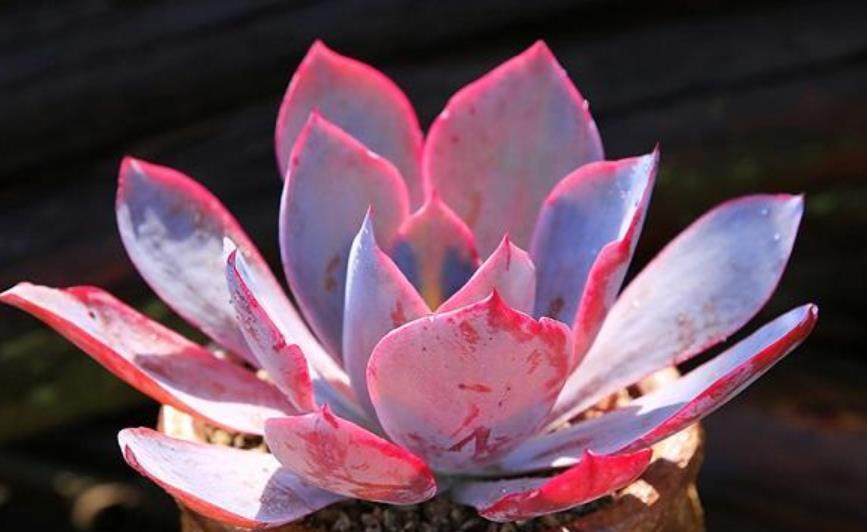 第一次养多肉植物,推荐你养这6款,大气美丽颜值高,适合新手