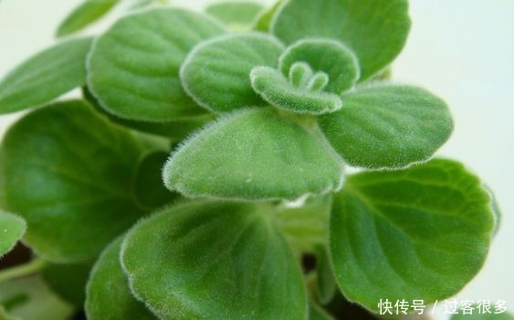 醉蝶花|喜欢养花,就养盆“稀有花卉”变色郁金香,花开会变色,梦幻华贵