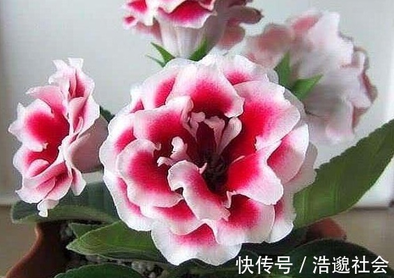 大岩桐|这“3种花”,叶片可不能沾水,很多人还不信,结果1盆都没养活!