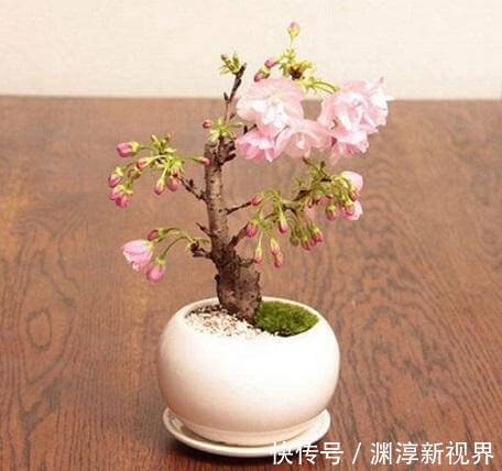 缩节胺|养花乐趣之一就是造型,矮化花卉保证优美造型,几年养出盆景