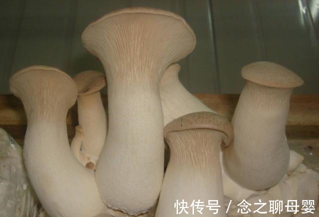 你家还在买杏鲍菇吗我也是今天刚知道,看完赶快告诉身边人