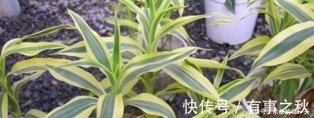 金边|这3种“金边植物”,有钱人必养!往客厅一摆,难怪越来越富有!