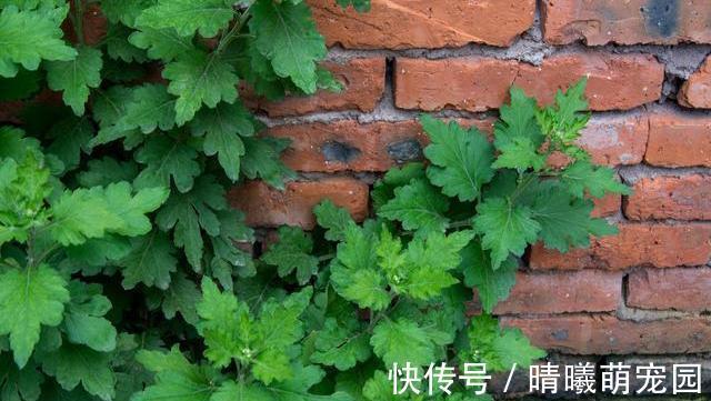 睡眠质量|坚持用艾叶洗头,三天一次,一个月后,身体会对你“感激涕零”