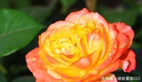 宠爱|喜欢牡丹,不妨养盆“珍奇玫瑰”宠爱小姐,花身金黄,难得一见!