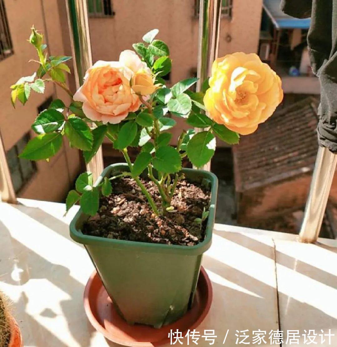 绣球|6种花“苏醒”了，多浇水、要施肥，下个月就开花