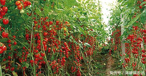 水果|常被误认为是转基因水果，人人抗拒，实则是维C之王