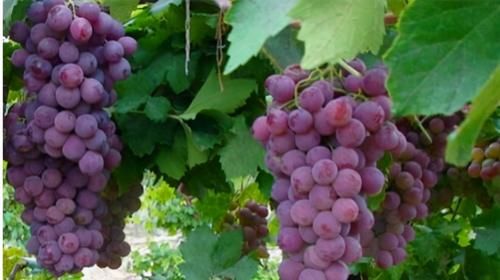 想一直健康，春天吃的食物，消腫止痛，活血養(yǎng)顏，吃了肌膚好