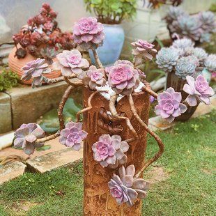 1种多肉植物，容易长出漂亮老桩，养3年就出状态，值得拥有