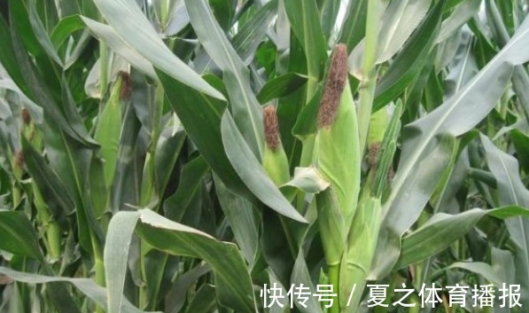 病害|玉米延缓衰老、清理肠胃，农民种植掌握病害防治，收获高产玉米