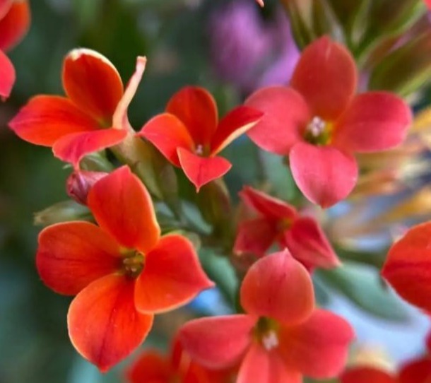 75个长寿花品种，一个比一个美，一起来认识一下吧！