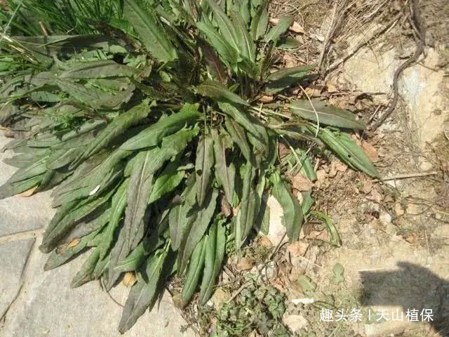 白癜风|野菜俗称“金不换”,比醋还酸,治便秘当调料,市场价值极高!