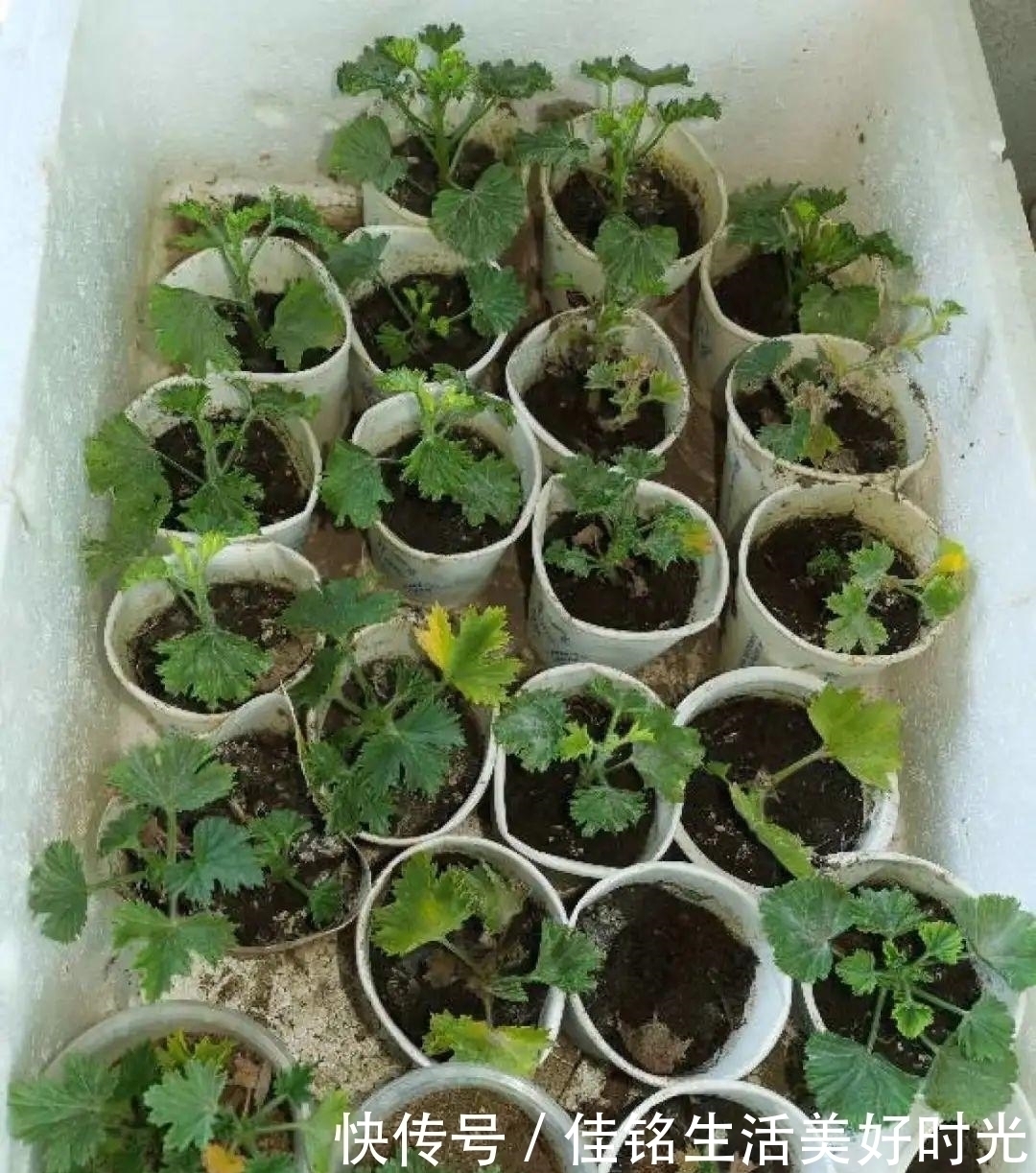 天竺葵|8种花夏天太容易死,现在赶紧扦插,死了也不心疼