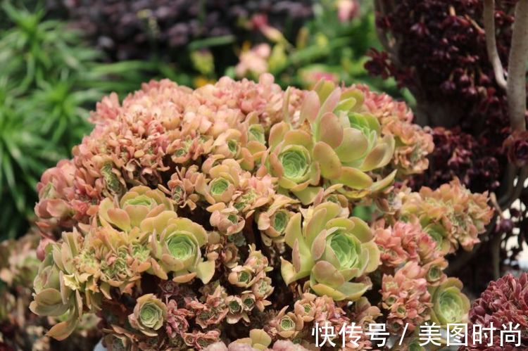 花草|历时一年，在31楼打造300㎡“屋顶花园”，如今美成了仙境