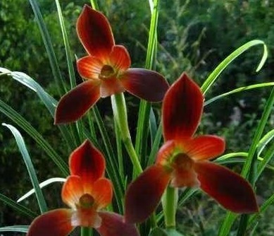 给兰花分盆,掌握一个“小原则”,不伤苗、服盆快、猛开花!