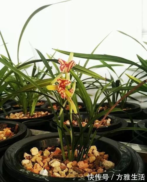 长寿|花盆太深真要命,长寿君子兰养1盆死1盆,赶紧换!