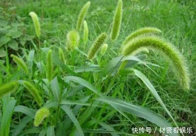 积液|农村野草“狗尾巴草”出名了,搞碎敷用几天,腿不疼积液消失不见