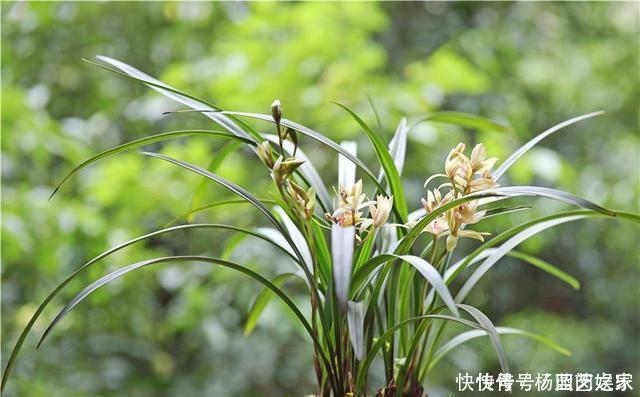 盆栽|养兰花“2懒1勤”别守规矩,新芽冒不停,花箭半米高