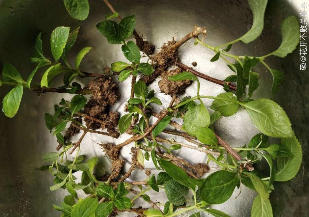 10个偏方,能省不少钱,把花养的又肥又壮