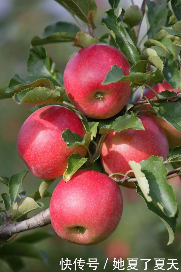 维生素b1|吃苹果好处多,但吃苹果有3大禁忌,很多人不清楚