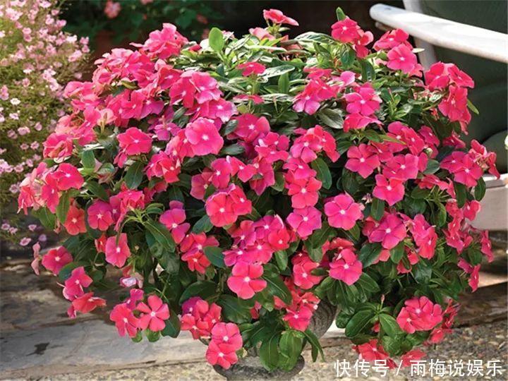 木槿|急性子养的6种花,长的快、爆花多,1盆能开大半年!