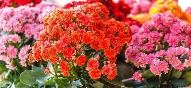 花长寿花|这7种花不浇水长的快,越浇水越养不活,看完还不赶紧停手吗?