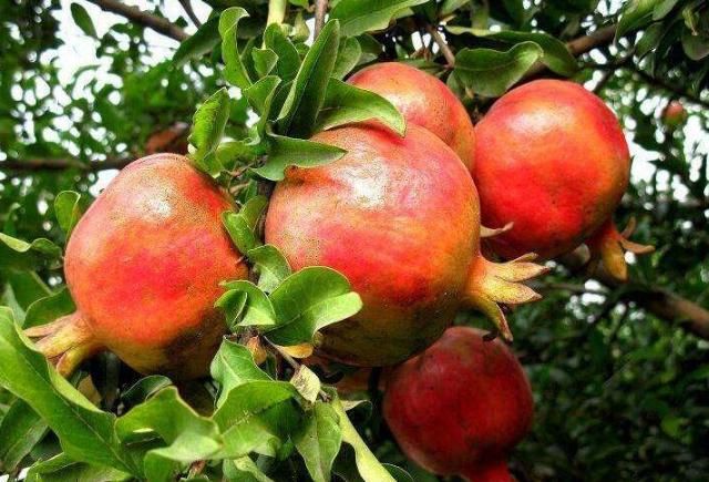 氣血不足、臉色蠟黃怎么辦？常吃4種食物，好氣色養(yǎng)出來