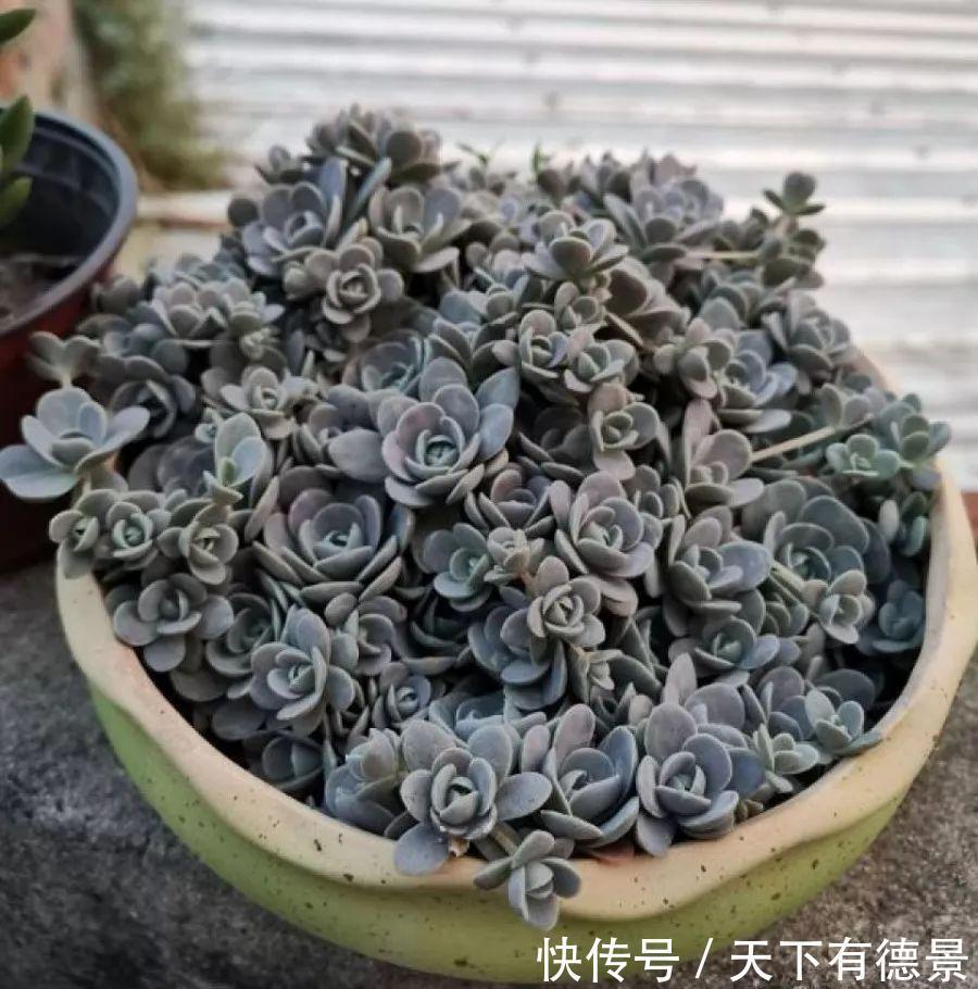 多肉狠心剃个头,呼呼长满小肉芽,20天就爆盆