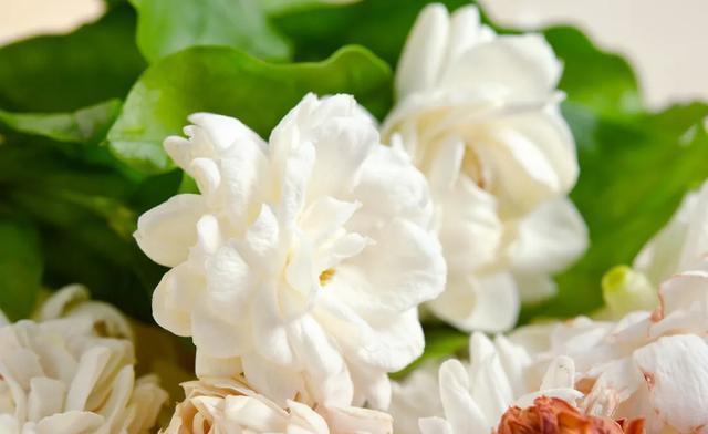 光照|盆栽茉莉如何养护?注意这几个小细节,花开多又香