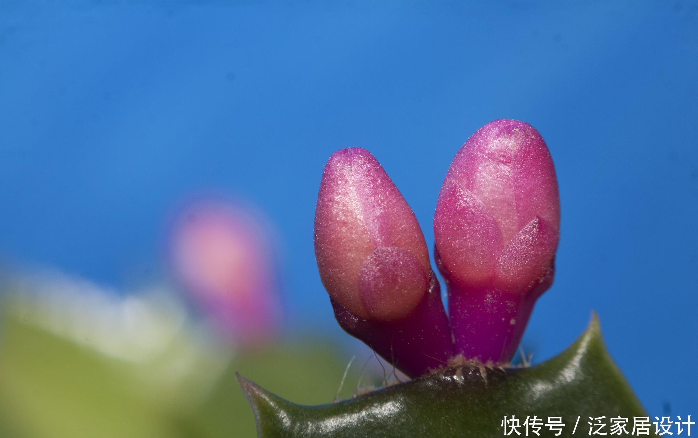 养花的6个“误区”,很多人都不自知,难怪养不好花