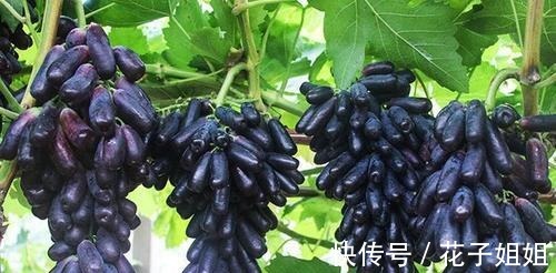 有院子的朋友,不要错过这种果树,不怕旱不怕晒,好吃还好看!