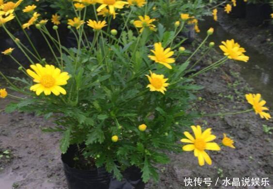 什么花语好 什么花语好