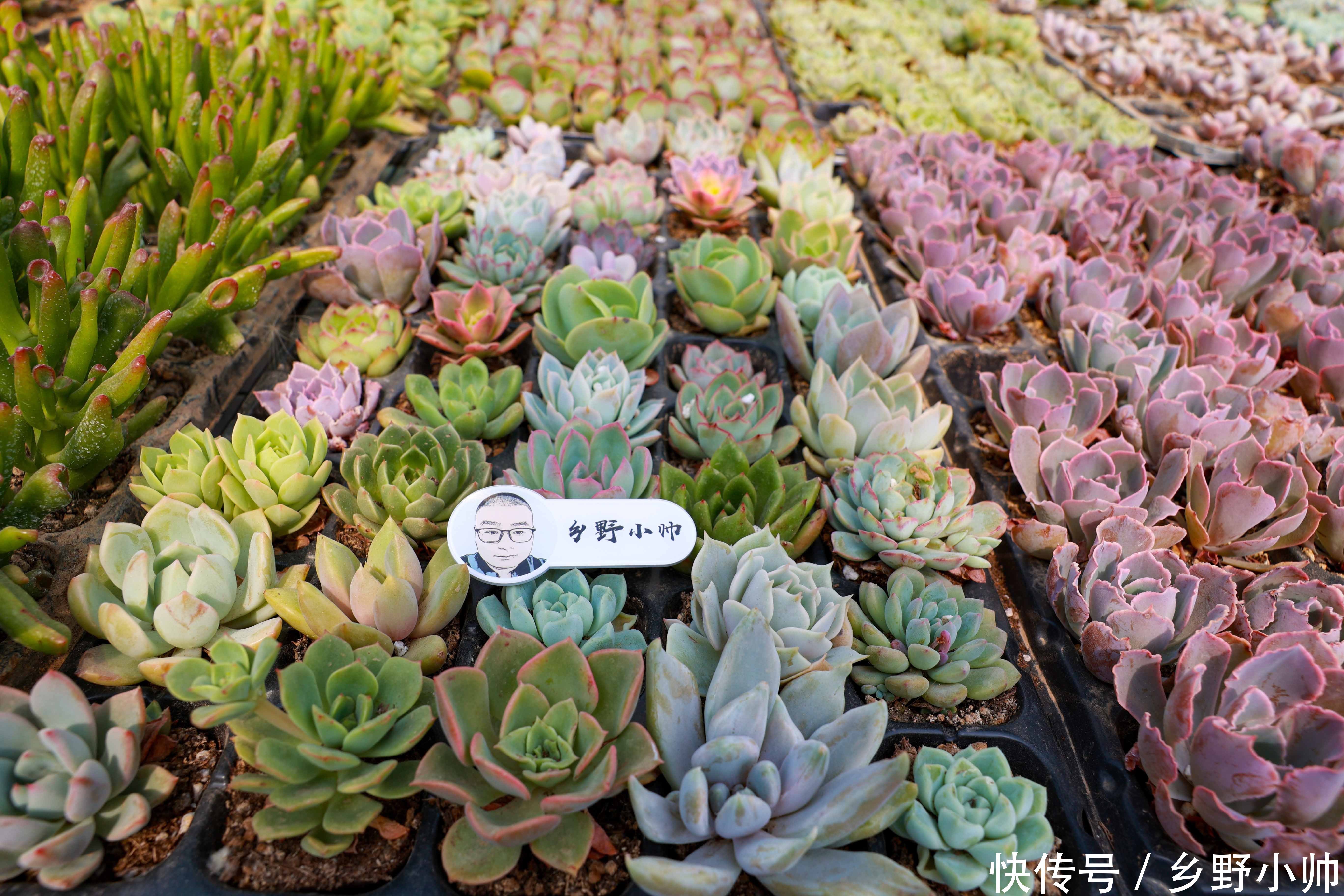 姬星美人|好花配好器, 学会这些搭配技巧,肉肉更美更漂亮