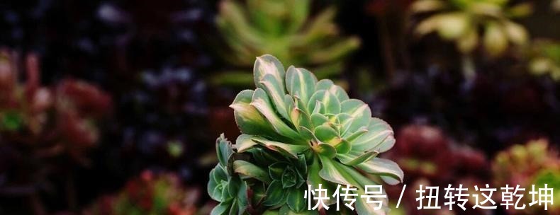 用最简单的方法,杀最难缠的多肉虫害,轻松杀灭蚧壳虫和小黑飞!