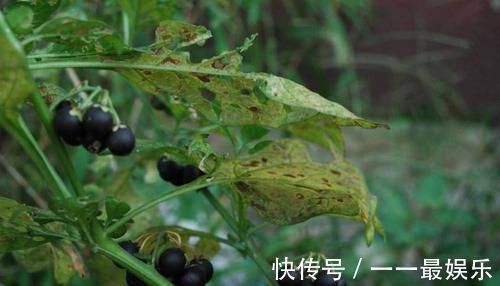 植物|田间一种不起眼的植物，原来还有这么多功效？